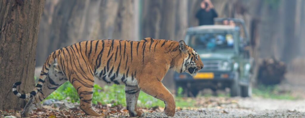 Corbett Online Safari Bookings