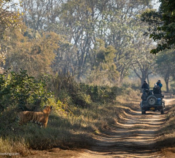 jim corbett safari prices 2026 jeep safari zone