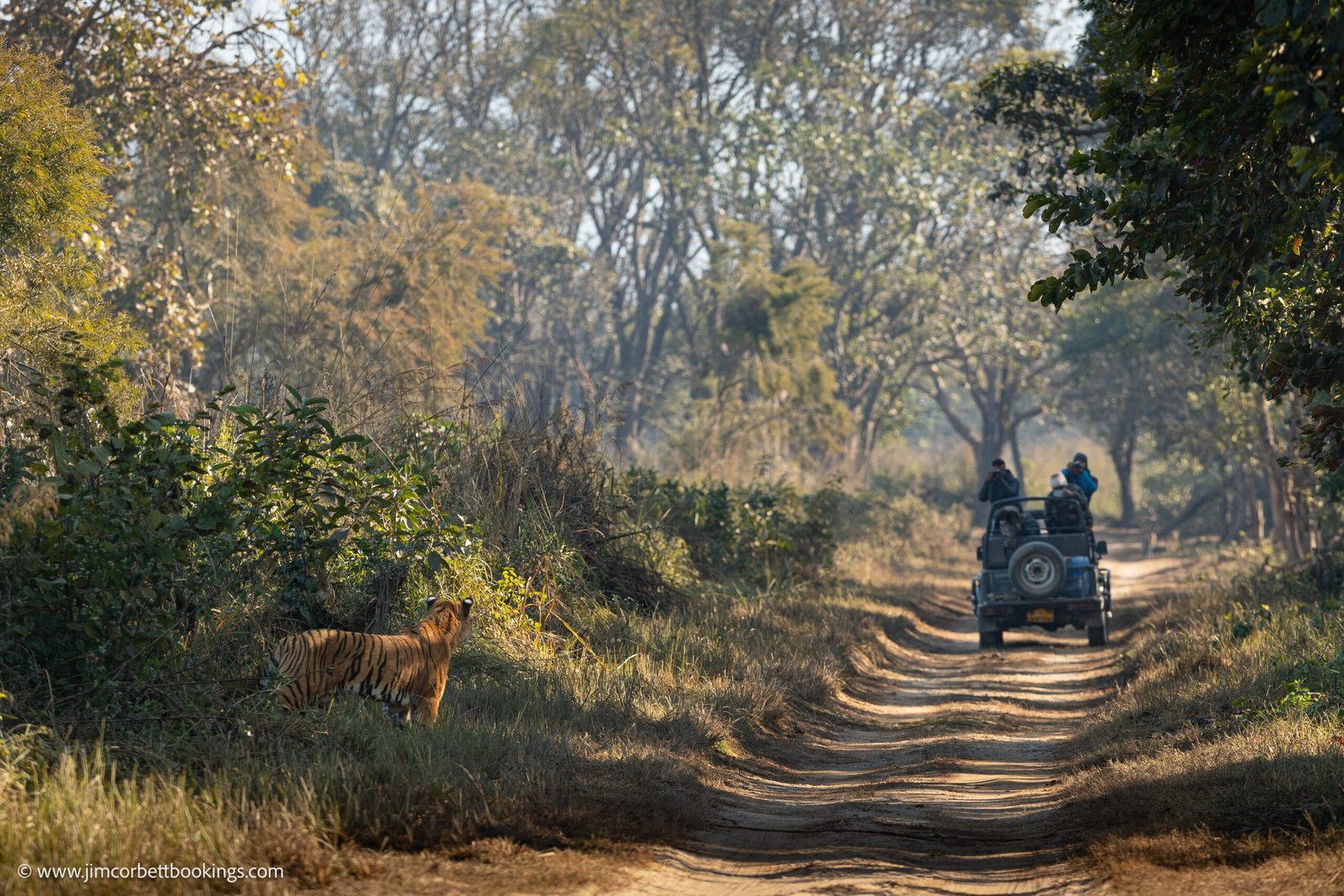 jim corbett safari prices 2026 jeep safari zone