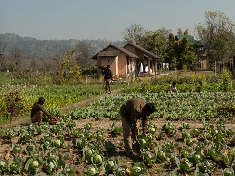 Jims Jungle Retreat3