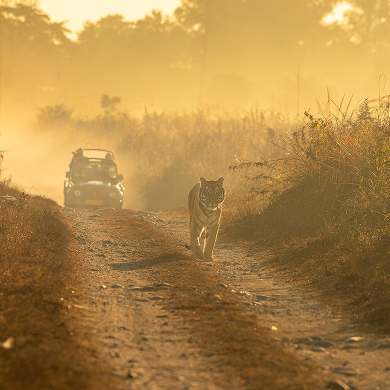 Corbett Tiger Sightings