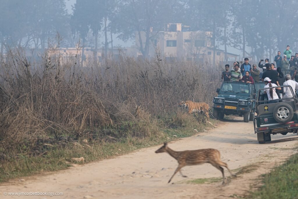 Jim Corbett safari jeep best time to visit