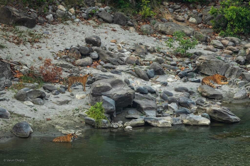 tiger sighting Jim Corbett National Park summer