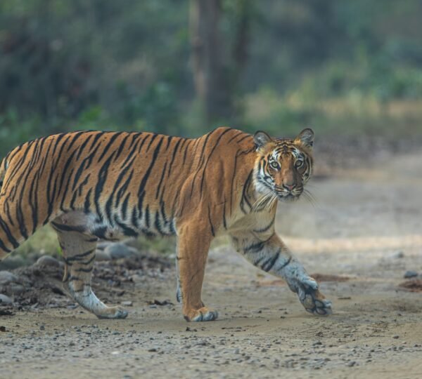 Jhirna Zone Jim Corbett safari jeep driving through forest with wildlife habitat and natural landscape