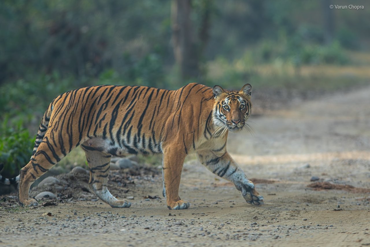 Jhirna Zone Jim Corbett safari jeep driving through forest with wildlife habitat and natural landscape