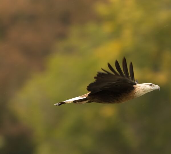 Durgadevi Zone Jim Corbett safari with rich birdlife, forest landscapes, wildlife spotting, and nature exploration in Jim Corbett National Park.