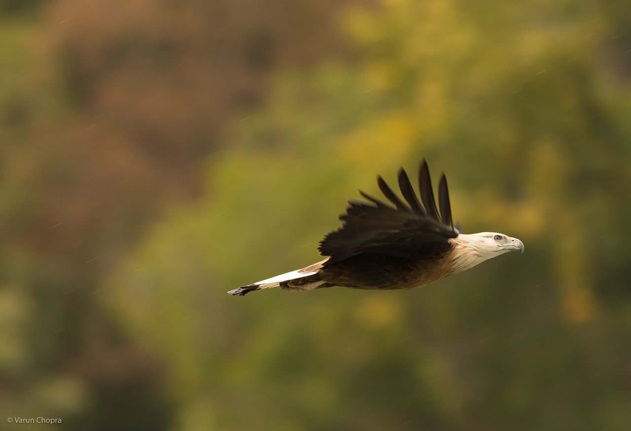 Durgadevi Zone Jim Corbett safari with rich birdlife, forest landscapes, wildlife spotting, and nature exploration in Jim Corbett National Park.
