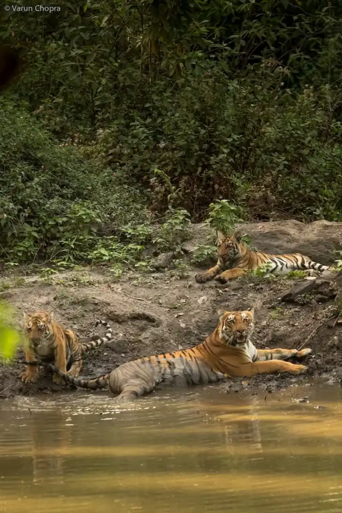 Tiger sighting at Jim Corbett National Park featuring an adult tigress with cubs resting beside a forest waterhole.