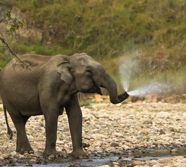Garjia Zone Jim Corbett tiger reserve safari booking