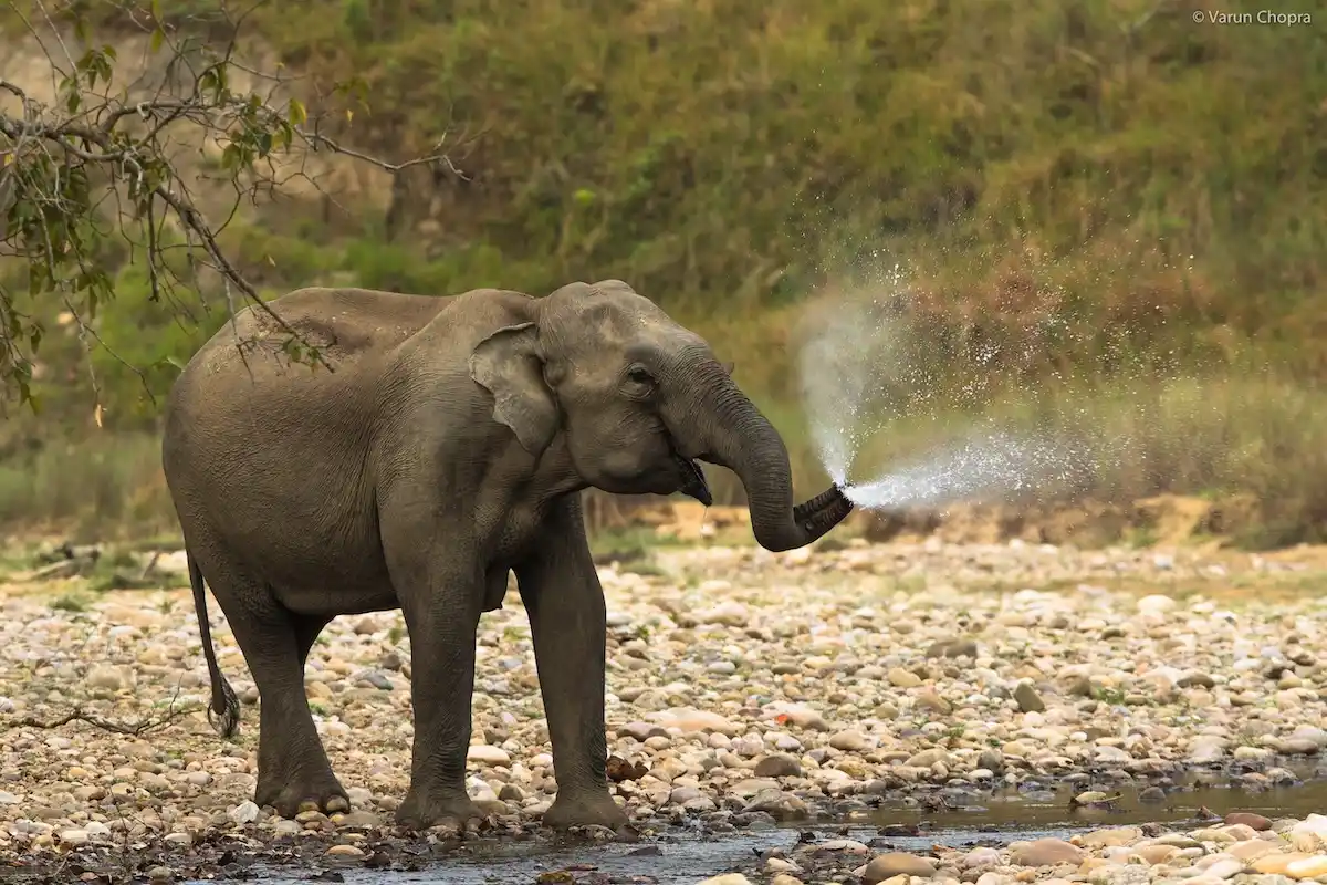 Garjia Zone Jim Corbett tiger reserve safari booking