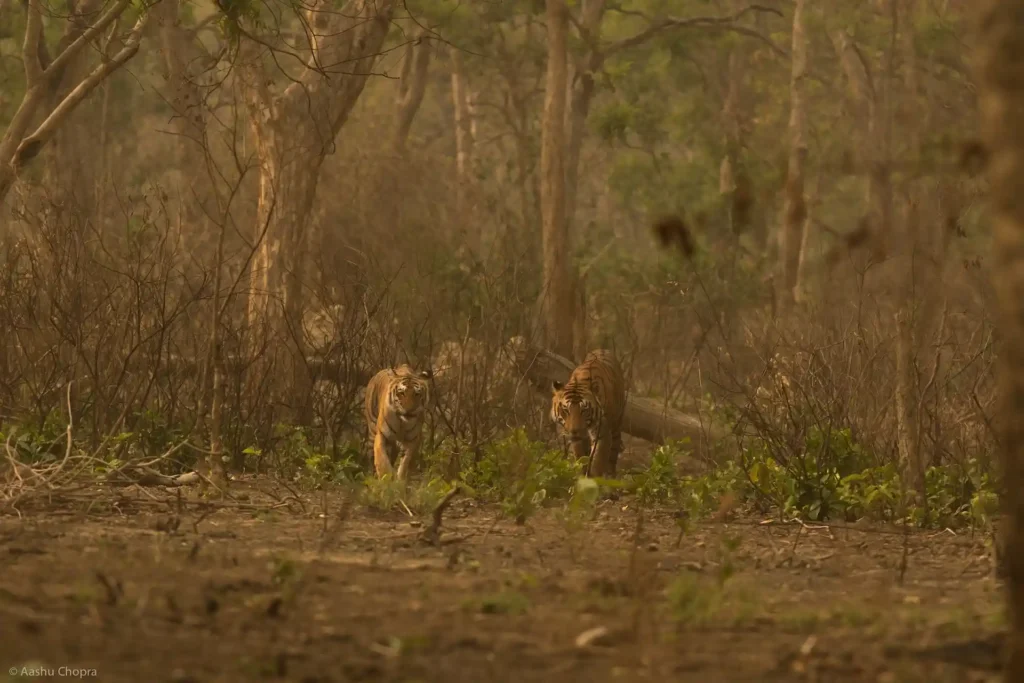 Garjia zone Jim Corbett safari guide core zone on the Kosi River with forest permit requirement, wildlife and safari timings for 2026