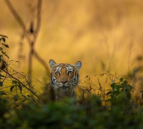 Tourists enjoying safari in Dhela Zone Jim Corbett