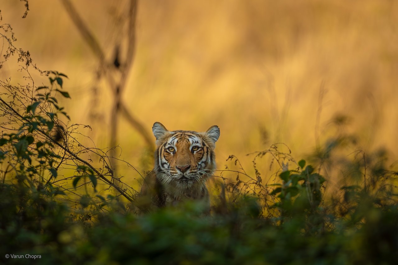 Tourists enjoying safari in Dhela Zone Jim Corbett