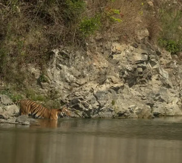 Tiger sighting in Jim Corbett as a Bengal tiger walks along the riverbank during an early morning safari.