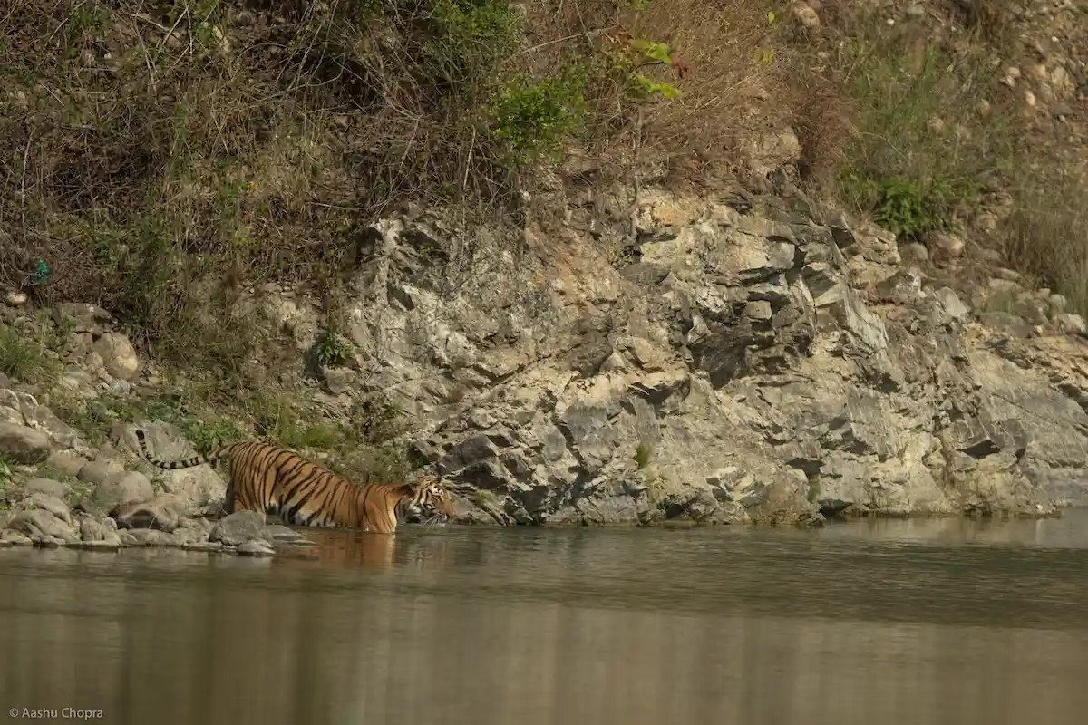Tiger sighting in Jim Corbett as a Bengal tiger walks along the riverbank during an early morning safari.