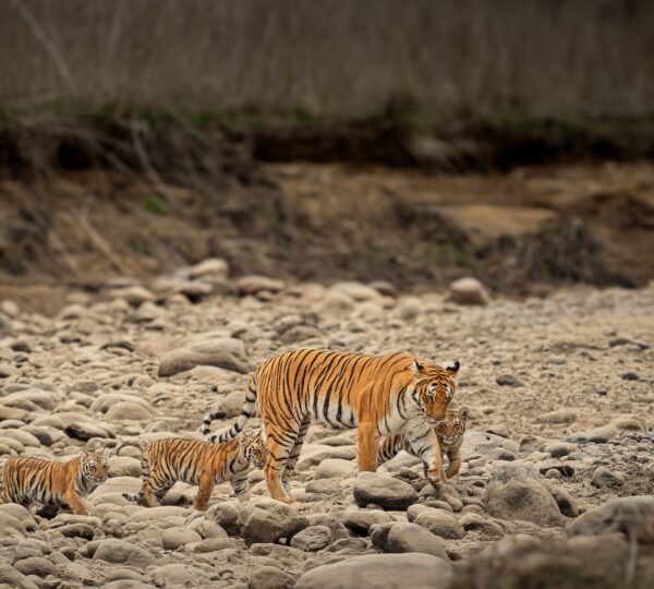 Dhikala Zone Jim Corbett wildlife safari landscape featuring a tiger, elephants, river, and lush forest scenery.