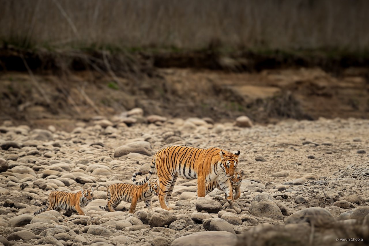 Dhikala Zone Jim Corbett wildlife safari landscape featuring a tiger, elephants, river, and lush forest scenery.