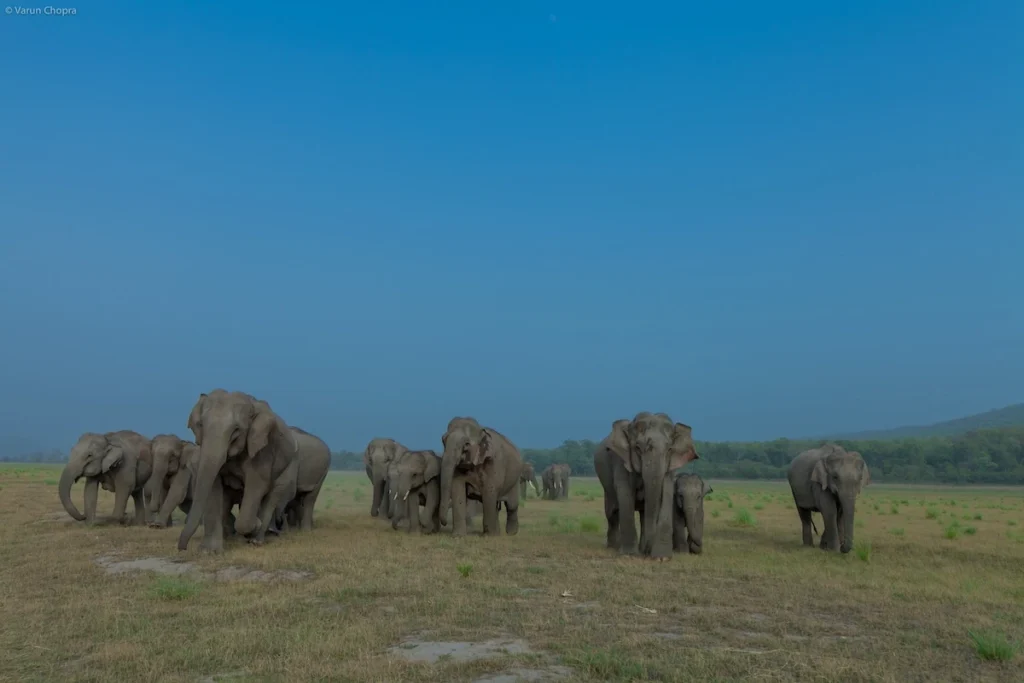 Elephant herd spotted during a tiger sighting safari in Jim Corbett National Park's grasslands.