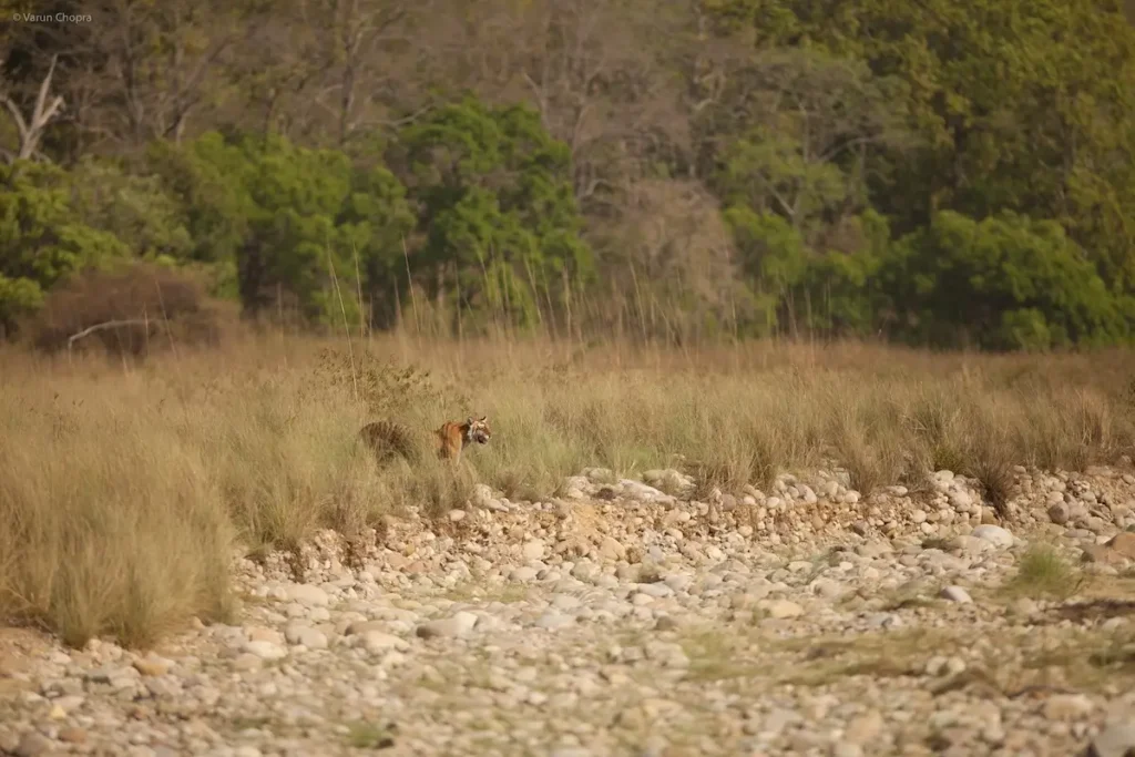 Bengal tiger spotted in dry grassland and rocky riverbed terrain during a jeep safari in Sitabani zone Jim Corbett