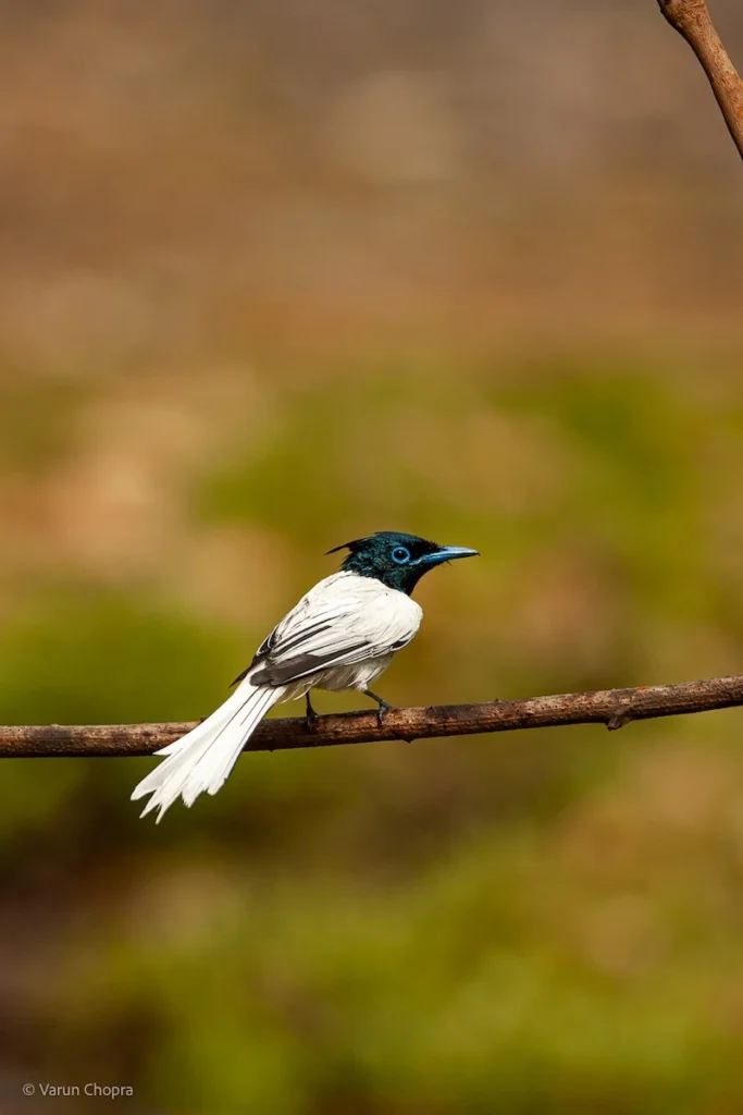 Asian paradise flycatcher perched on a branch in Garjia Zone, Corbett Tiger Reserve, Uttarakhand.