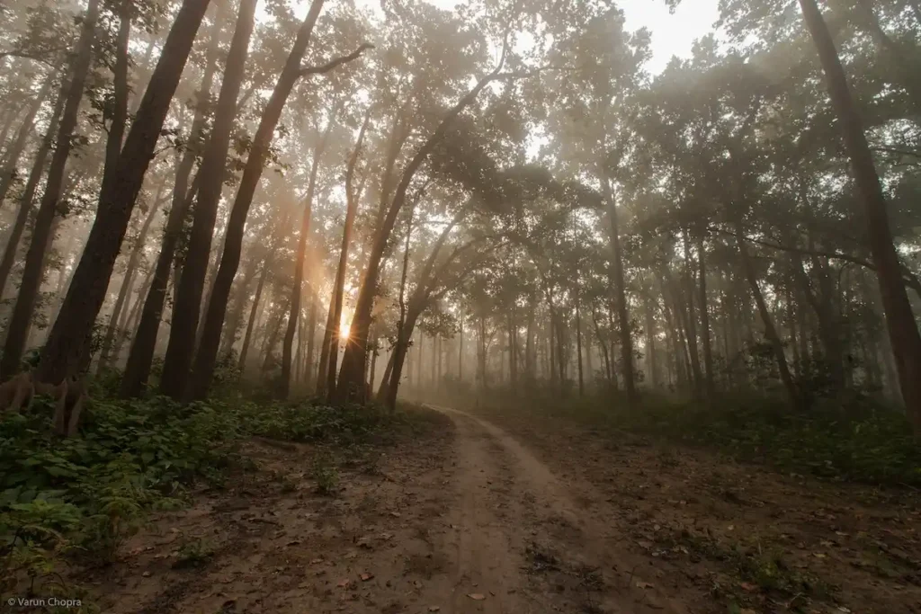 Misty sal forest trail at sunrise in Sitabani buffer zone Jim Corbett with golden light filtering through tall trees