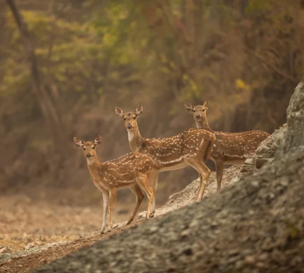 Three spotted deer (chital) standing on a rocky forest trail in Sitabani zone Jim Corbett during a morning safari