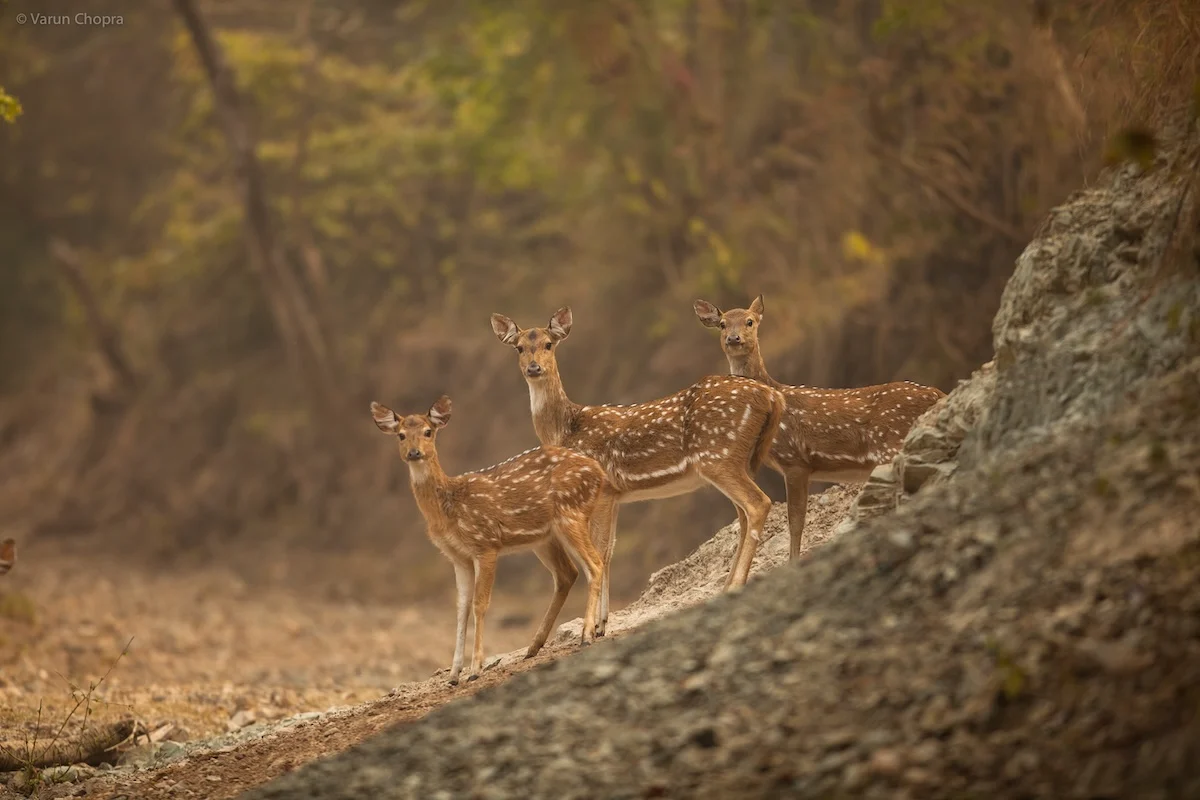 Three spotted deer (chital) standing on a rocky forest trail in Sitabani zone Jim Corbett during a morning safari
