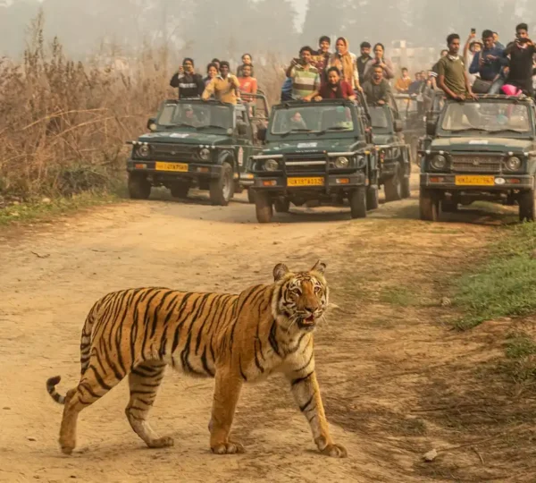 Royal Bengal tiger walking on a forest road with safari jeeps in the background, representing the excitement behind safari price and tiger sightings.