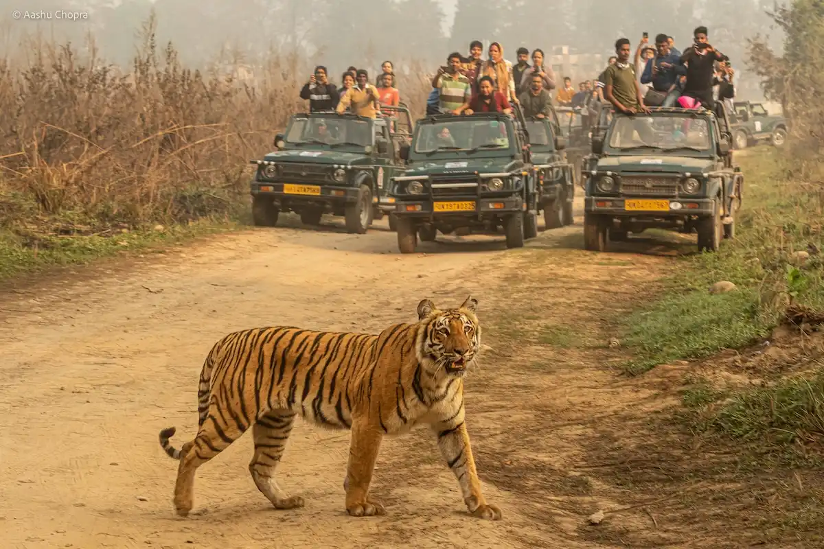 Royal Bengal tiger walking on a forest road with safari jeeps in the background, representing the excitement behind safari price and tiger sightings.