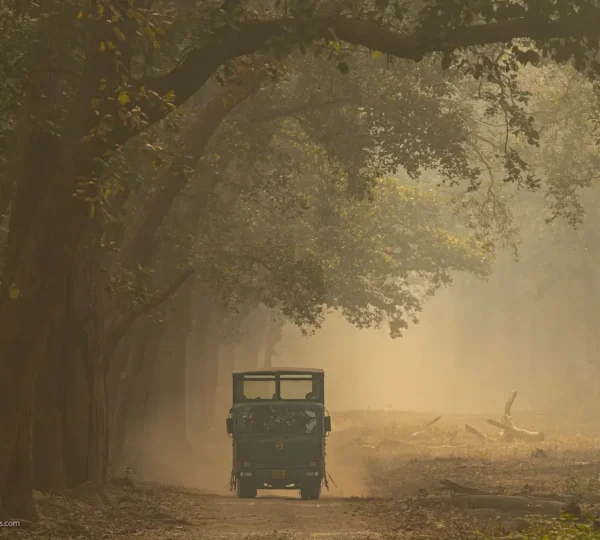 Dhikala Canter Safari vehicle travelling through the Dhikala forest zone in Jim Corbett National Park