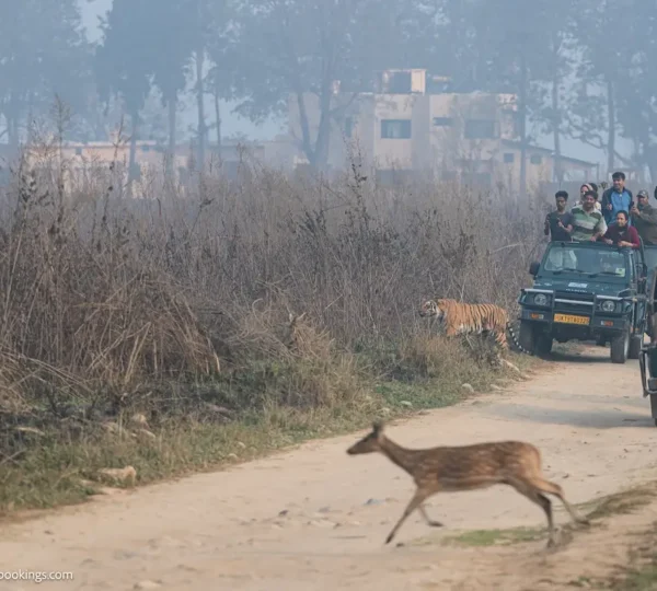 Jeep safari vs canter safari in Jim Corbett featuring a jeep safari during a tiger sighting
