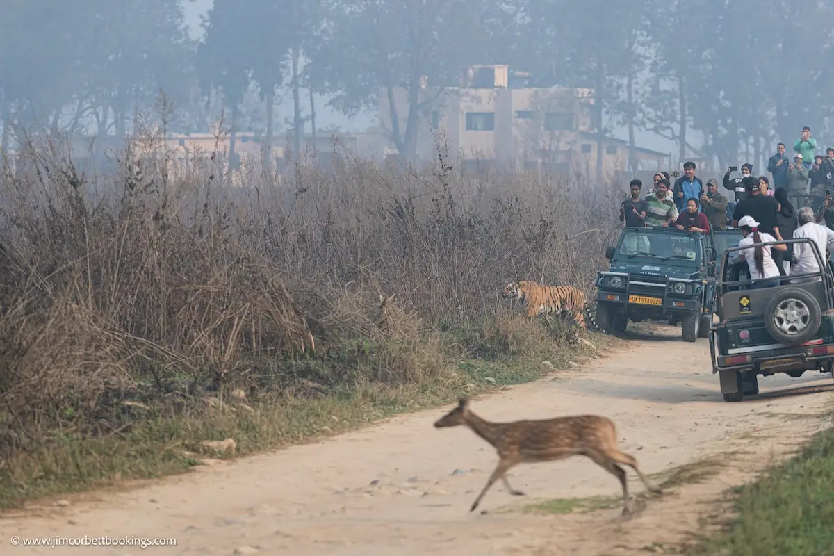 Jeep safari vs canter safari in Jim Corbett featuring a jeep safari during a tiger sighting