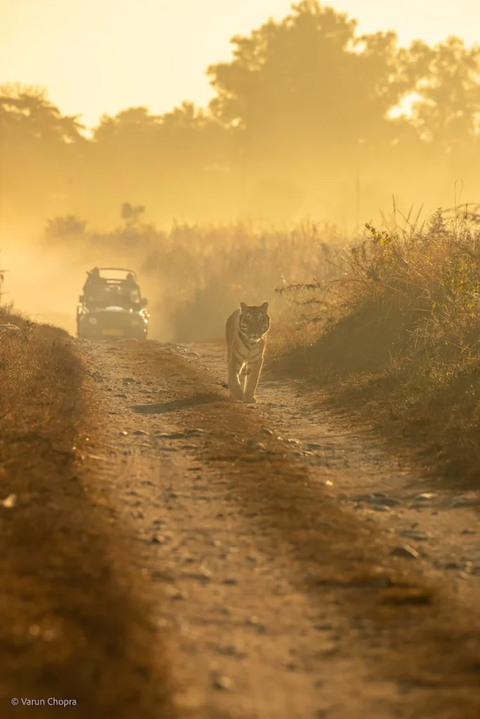 Jim Corbett safari timing showing an early morning tiger sighting during a jeep safari
