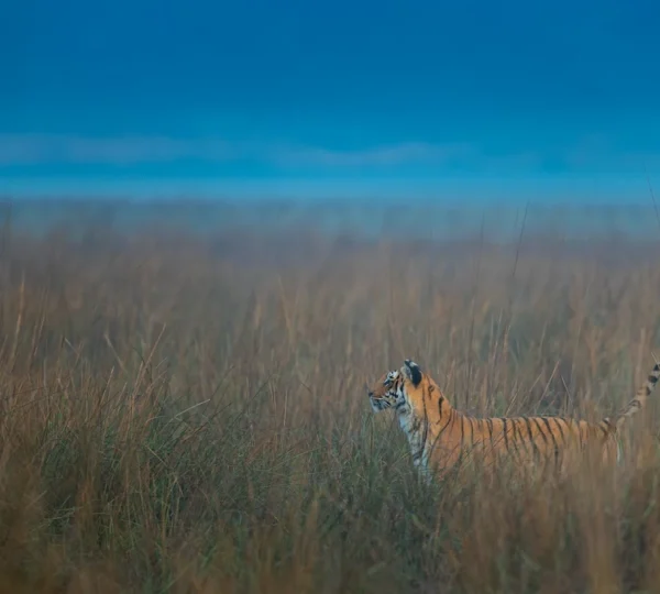 Safari booking in Jim Corbett lets visitors witness a Bengal tiger roaming through the park's vast grasslands.