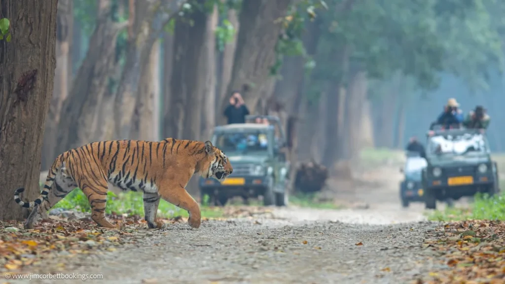 Wildlife safari experience with a tiger featured in Jim Corbett Packages