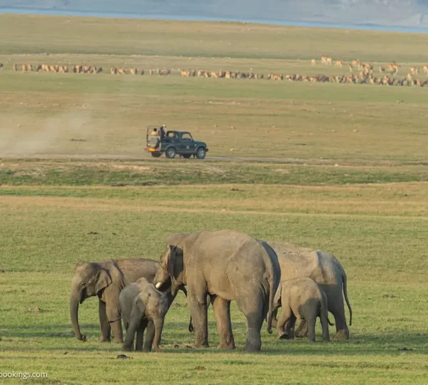 Wild elephants grazing near Dhikala Forest Rest House during a jeep safari in Jim Corbett.