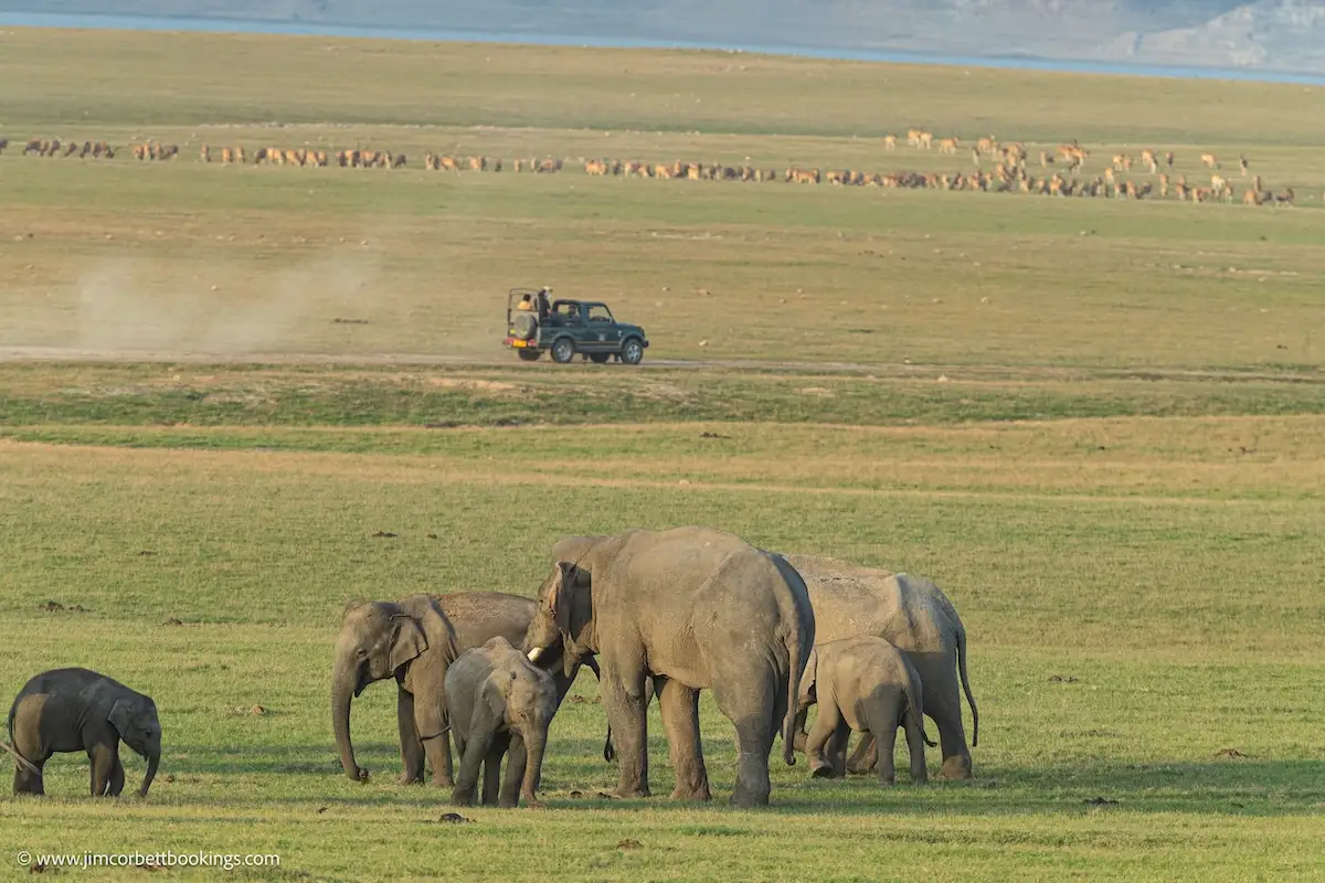 Wild elephants grazing near Dhikala Forest Rest House during a jeep safari in Jim Corbett.