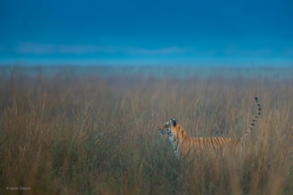 Tiger spotted during a safari near Dhikala Forest Rest House in Jim Corbett National Park