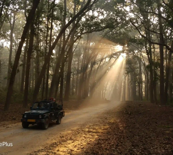 Alt Text: Jeep safari through the forest during a Jim Corbett weekend trip