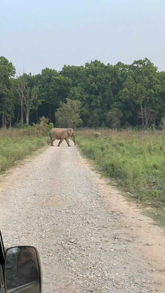 Elephant crossing a forest trail during a Jim Corbett weekend trip