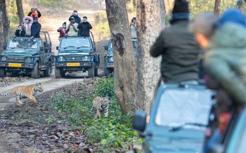 Tiny tiger cubs in Dhikala Zone, Jim Corbett during wildlife safari jeep inside Jim Corbett Tiger Reserve