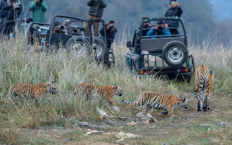 Jim Corbett National Park Vacation Why Choose Jim Corbett National Park for your family vacation?