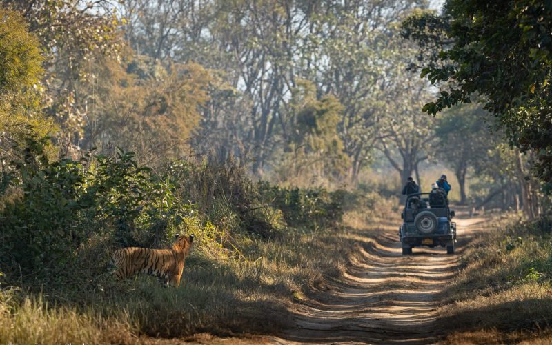 Safari Bookings
